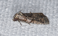 Pseudeustrotia indeterminata