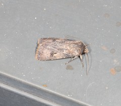 Agrotis interjectionis