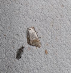 Barasa cymatistis