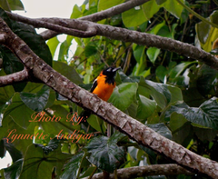 Icterus icterus