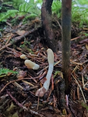 Trichoderma leucopus