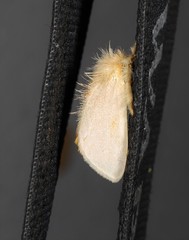 Euproctis habrostola