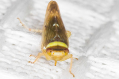 Colladonus montanus reductus