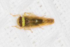 Colladonus montanus reductus