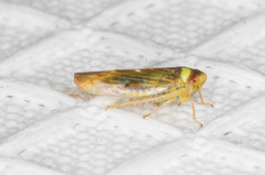 Colladonus montanus reductus