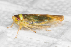 Colladonus montanus reductus