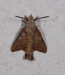 Macroglossum vacillans