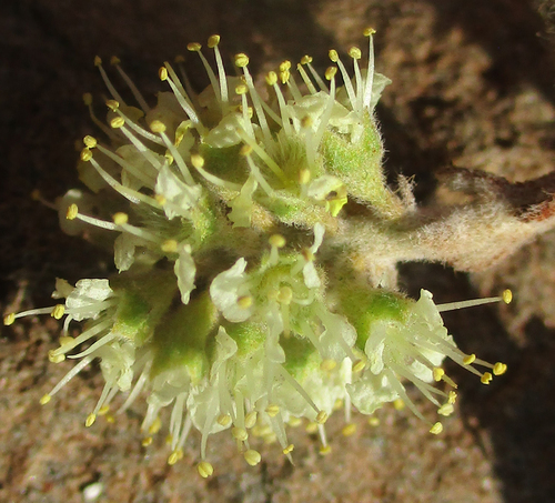 Combretum hereroense subsp. hereroense image