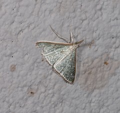 Myrmidonistis hoplora