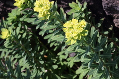 Euphorbia jolkinii