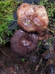 Lactarius kauffmanii