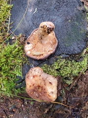 Lactarius kauffmanii