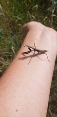 Mantis religiosa