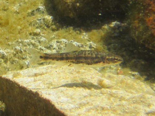 Desert Speckled Dace