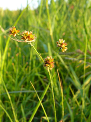 Juncus acuminatus