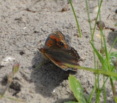 Junonia stemosa