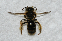 Andrena krigiana