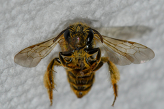 Andrena krigiana