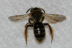 Andrena krigiana