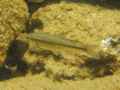 Richardsonius egregius