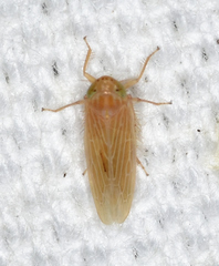 Graminella plana