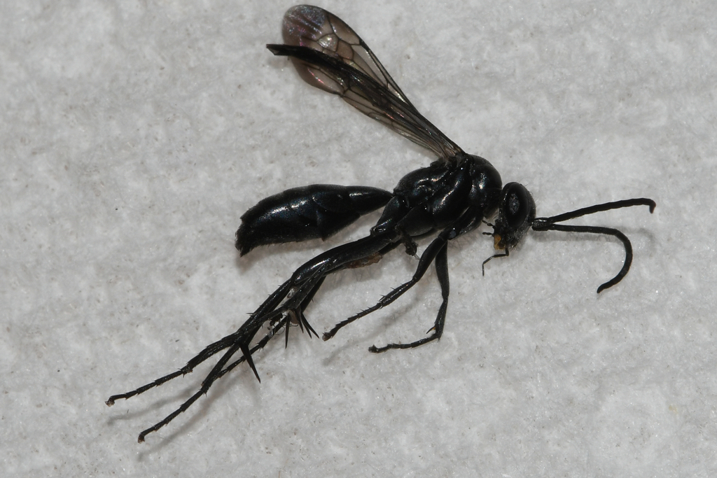 Anoplius virginiensis