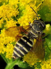 Triepeolus pectoralis