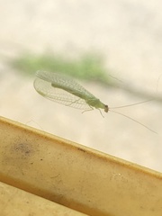 Chrysopa nigricornis