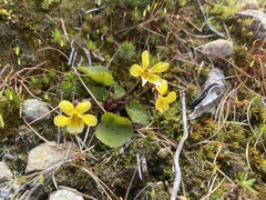 Viola orbiculata