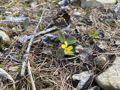 Viola orbiculata