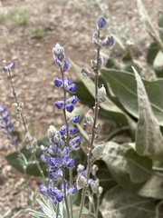 Lupinus meionanthus