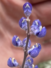 Lupinus meionanthus
