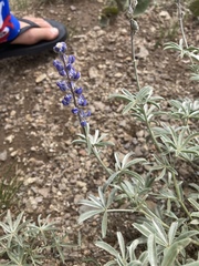 Lupinus meionanthus