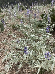 Lupinus meionanthus