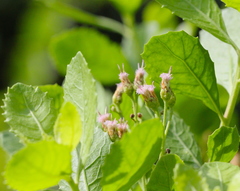 Pluchea indica