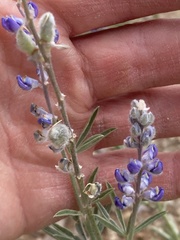 Lupinus meionanthus