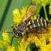 Goldenrod Longhorn-Cuckoo Bee - Photo (c) Stuart Tingley, some rights reserved (CC BY-NC), uploaded by Stuart Tingley