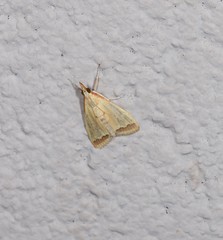 Autocharis mimetica