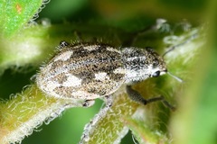 Pantomorus albosignatus