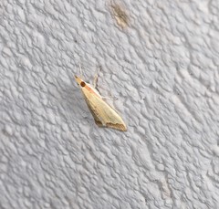 Autocharis mimetica