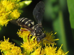 Triepeolus pectoralis