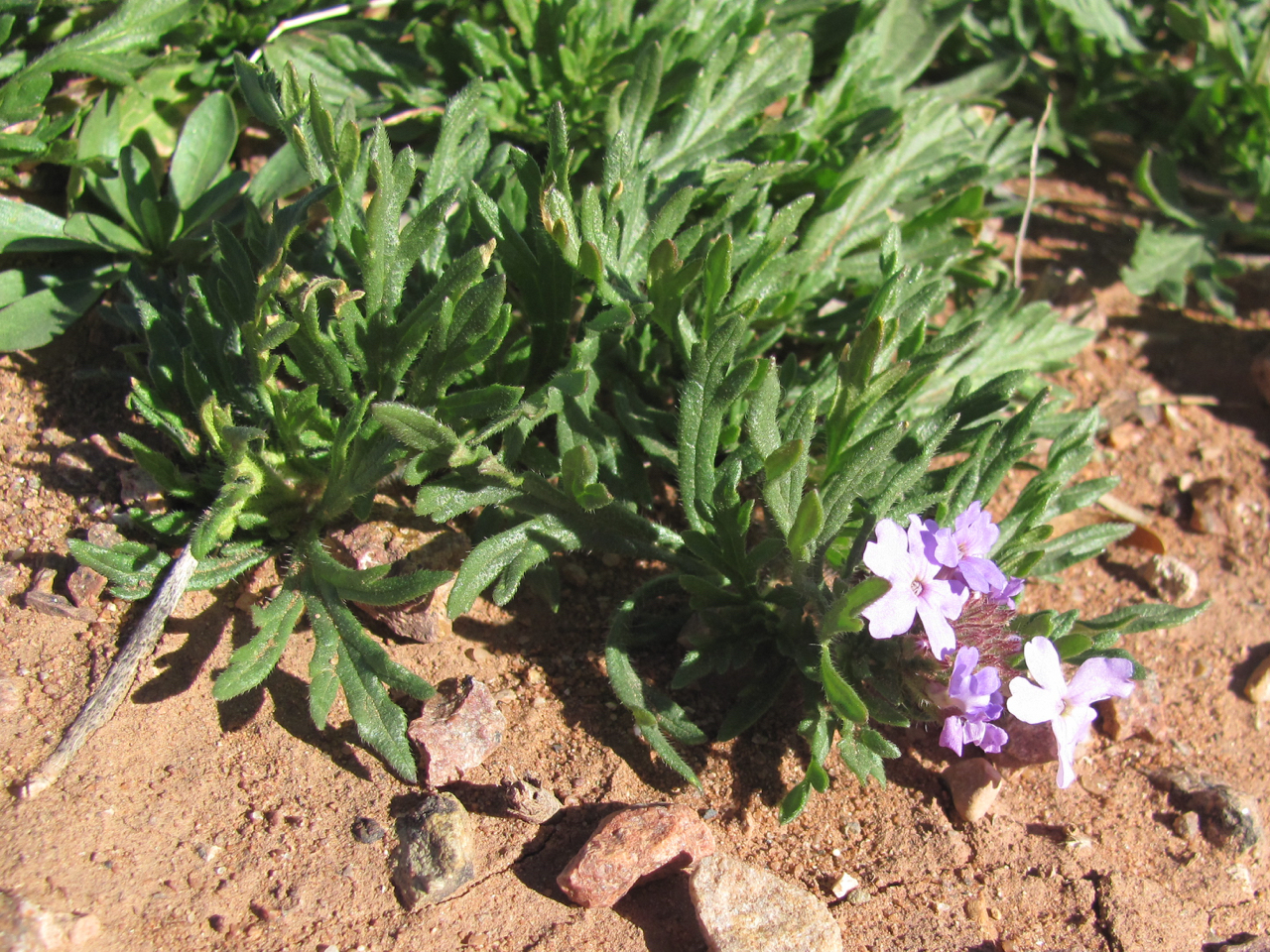 Glandularia bipinnatifida var. ciliata