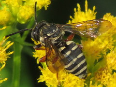 Triepeolus pectoralis