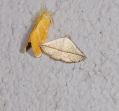 Eublemma perversicolor