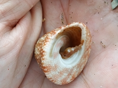 Trochus stellatus