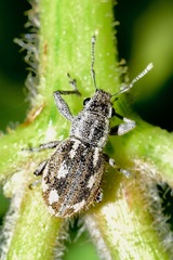Pantomorus albosignatus