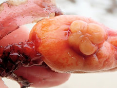 Pyura gibbosa