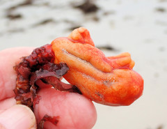 Pyura gibbosa