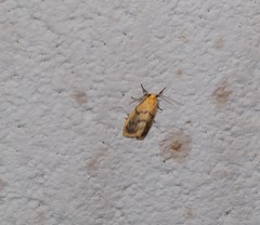 Symmetrodes sciocosma