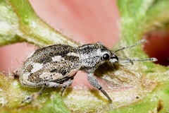 Pantomorus albosignatus